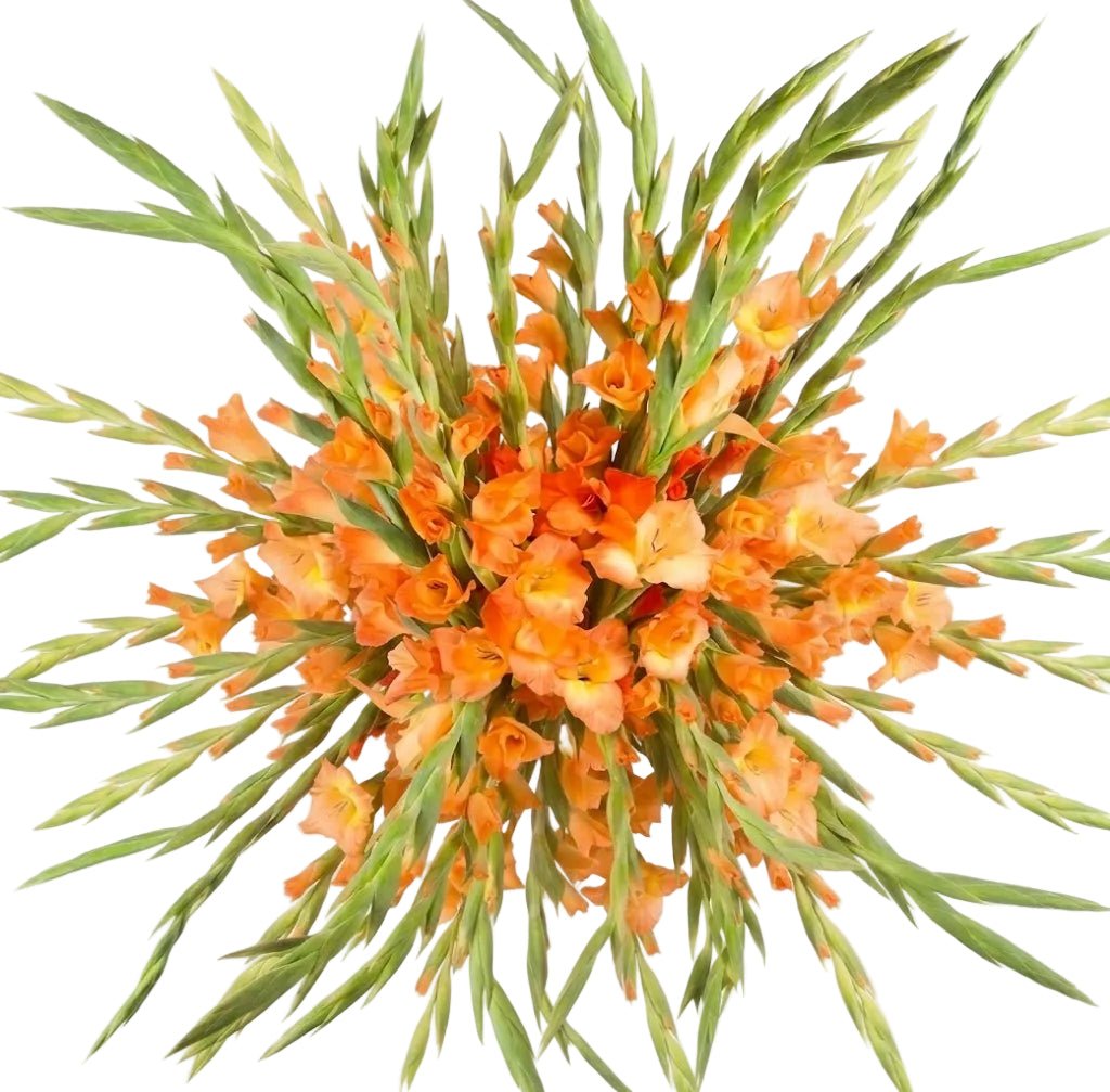 Orange Gladiolus Bouquet - Florist London