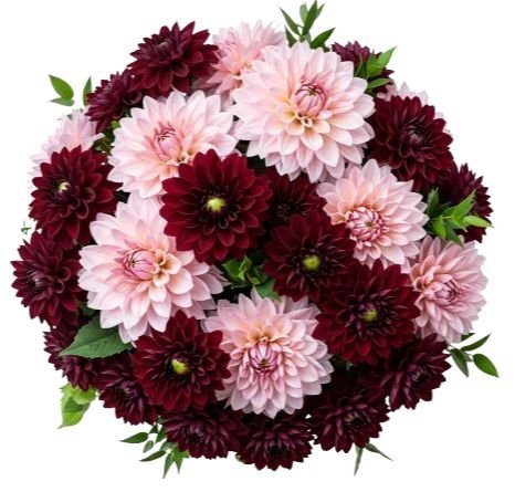 Pink and Burgundy Dahlia Bouquet - Florist London