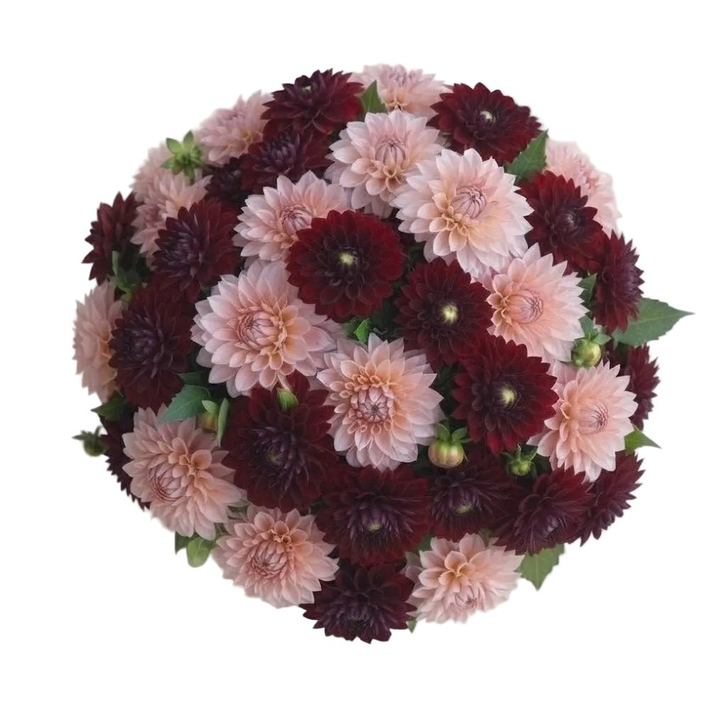 Pink and Burgundy Dahlia Bouquet - Florist London