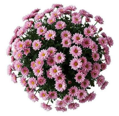 Pink Daisy Chrysanthemum Bouquet - Florist London