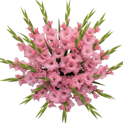 Pink Gladiolus Bouquet - Florist London
