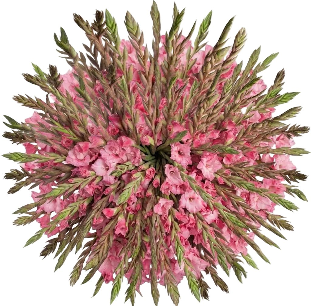 Pink Gladiolus Bouquet - Florist London