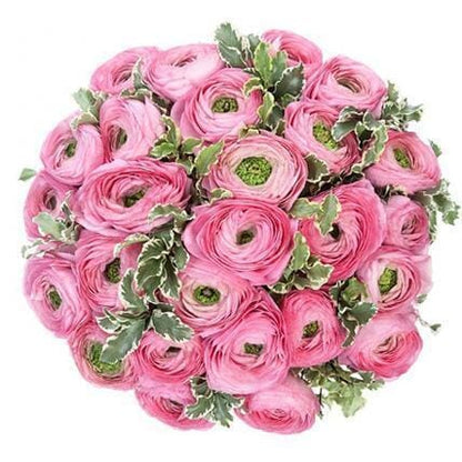 Pink Ranunculus with Pittosporum Bouquet - Florist London