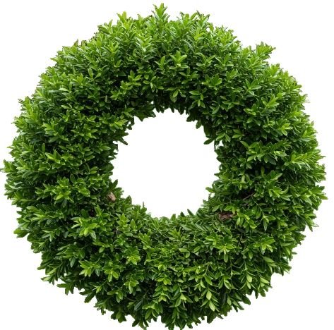 Plain Baxus Door Wreath - Florist London