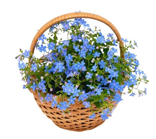 Plants Blue Forget - Me - Not in Basket - Florist London