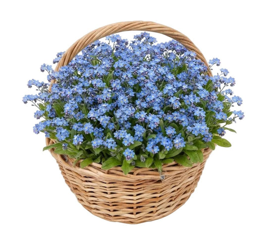 Plants Blue Forget-Me-Not in Basket - Florist London