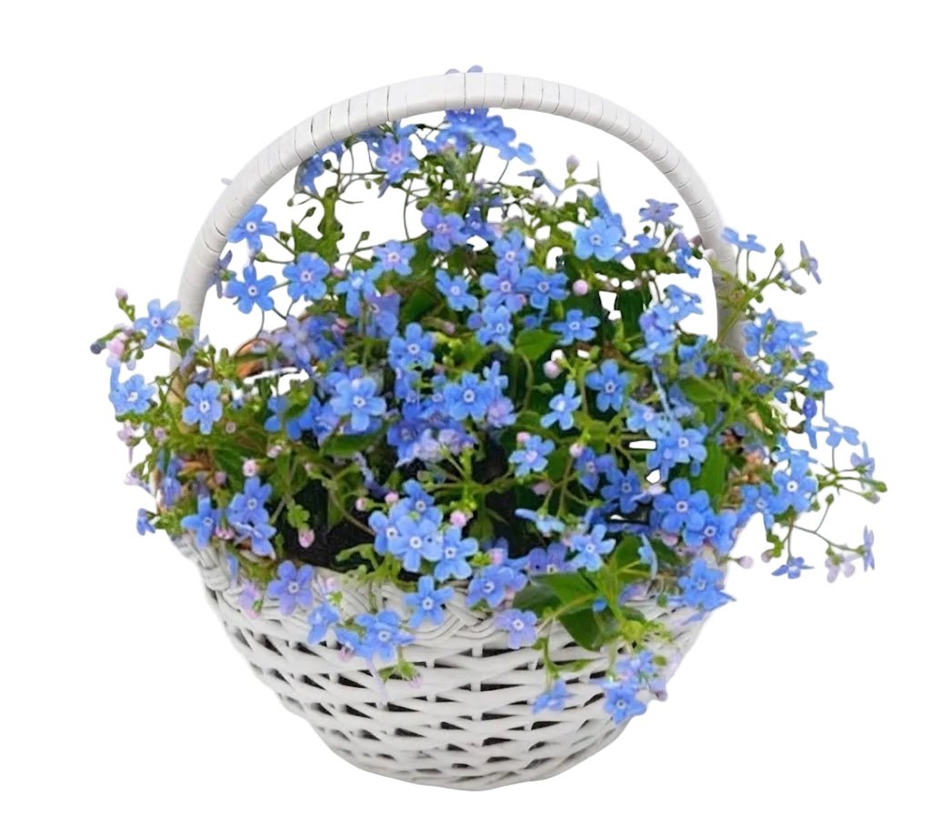 Plants Blue Forget-Me-Not in Basket - Florist London
