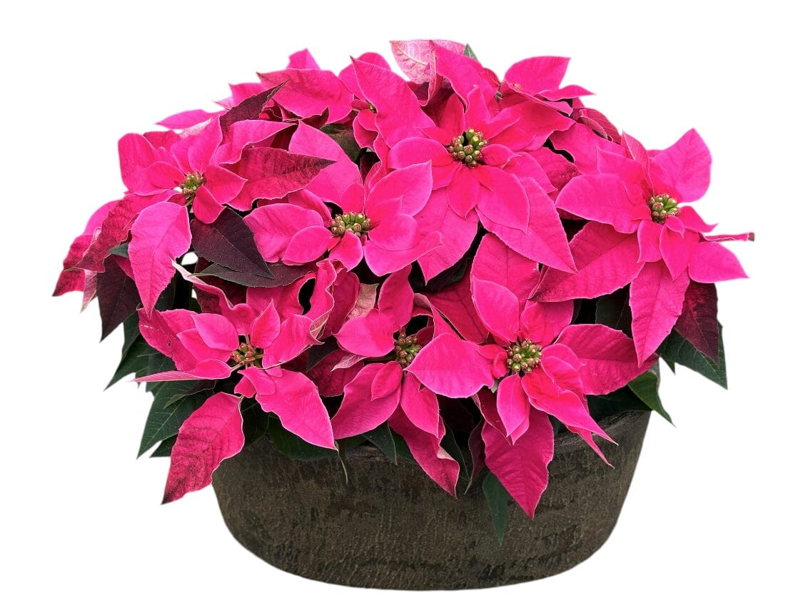 Poisenttia in Luxury Oval Pot - Florist London