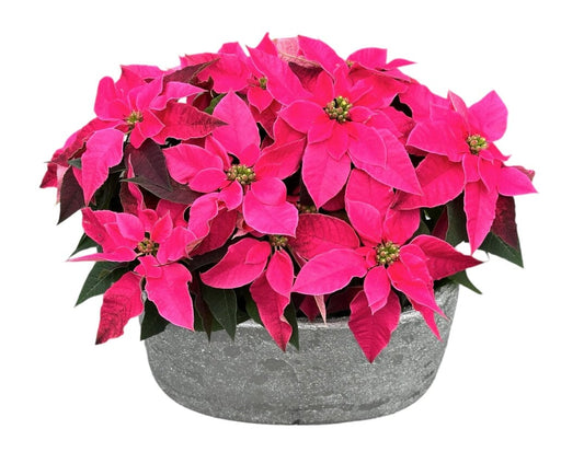 Poisenttia in Luxury Oval Pot - Florist London