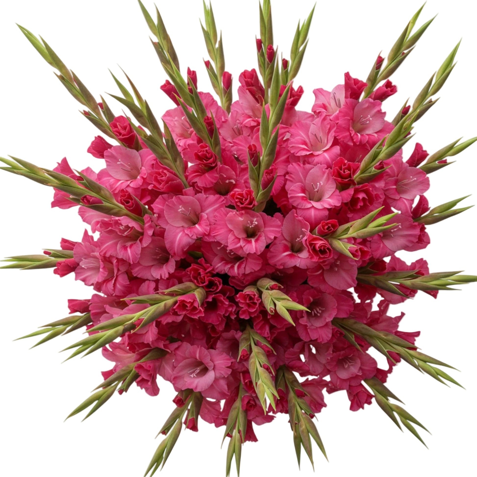 Premium Dark Pink Gladiolus Bouquet - Florist London