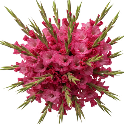 Premium Dark Pink Gladiolus Bouquet - Florist London