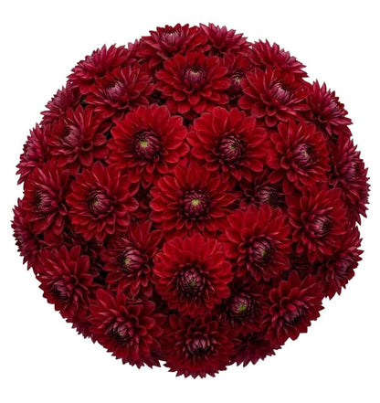 Premium Red Dahlia Bridal Bouquet - Florist London
