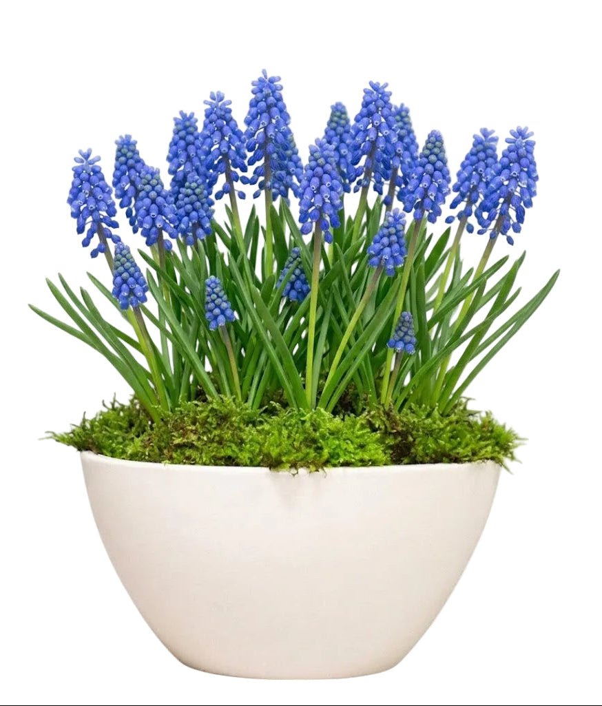 Pretty Blue Muscari Pot - Florist London