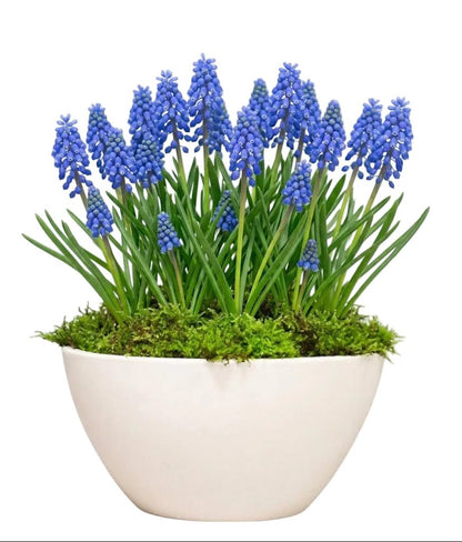 Pretty Blue Muscari Pot - Florist London