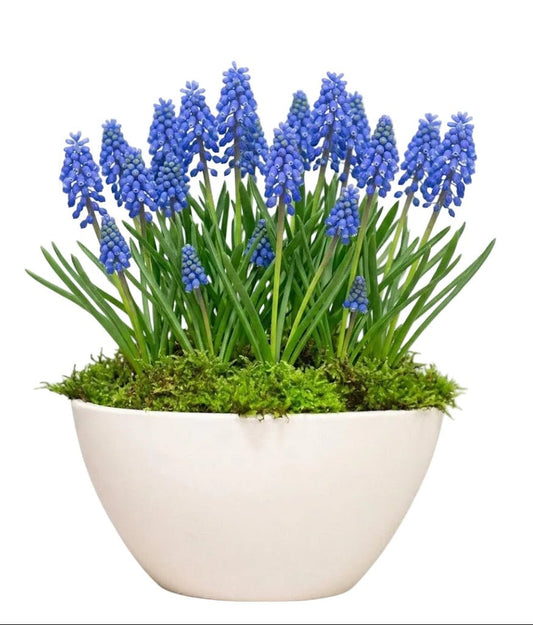 Pretty Blue Muscari Pot - Florist London