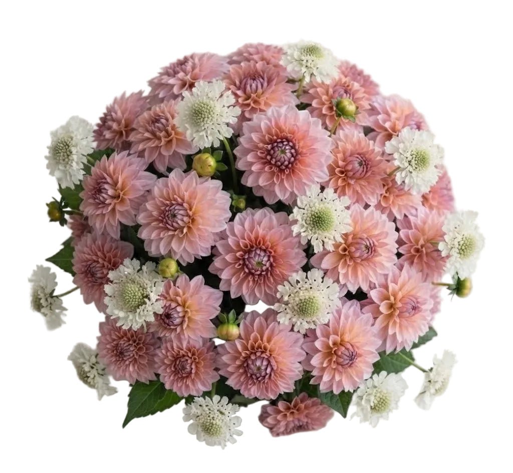 Pretty Bouquet of Dahlia and Scabiosa - Florist London