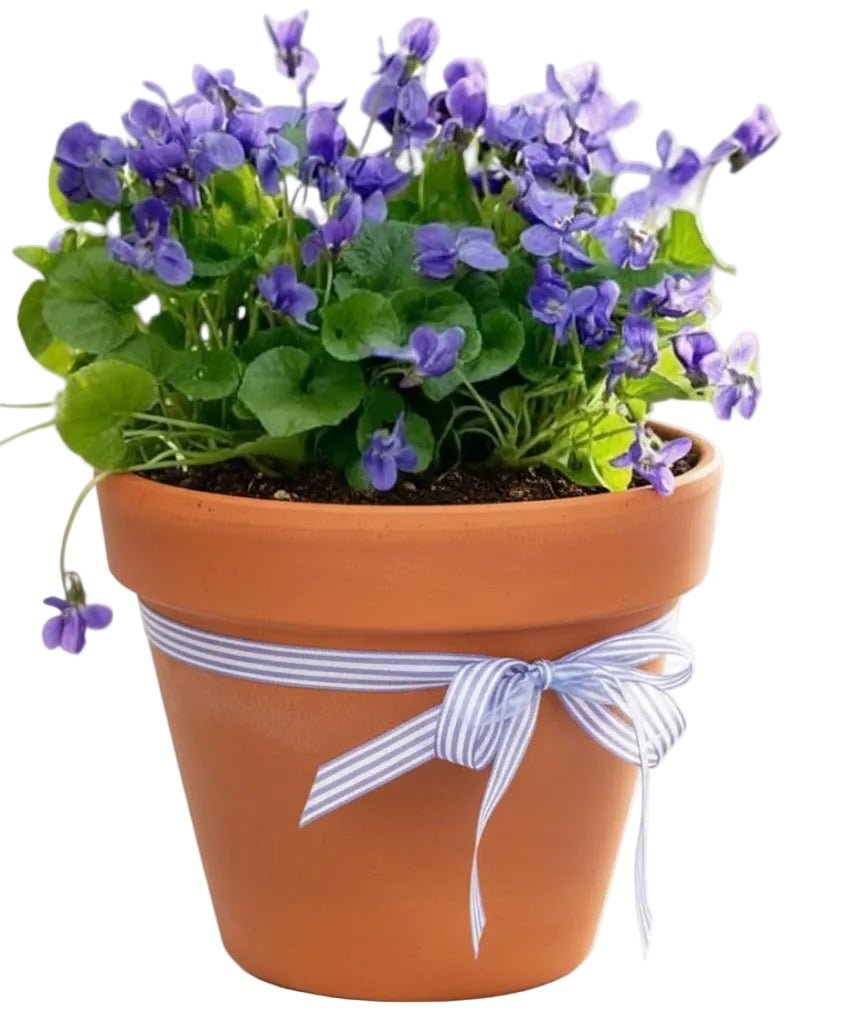 Pretty Fragrant Violets Plants in Pot - Florist London