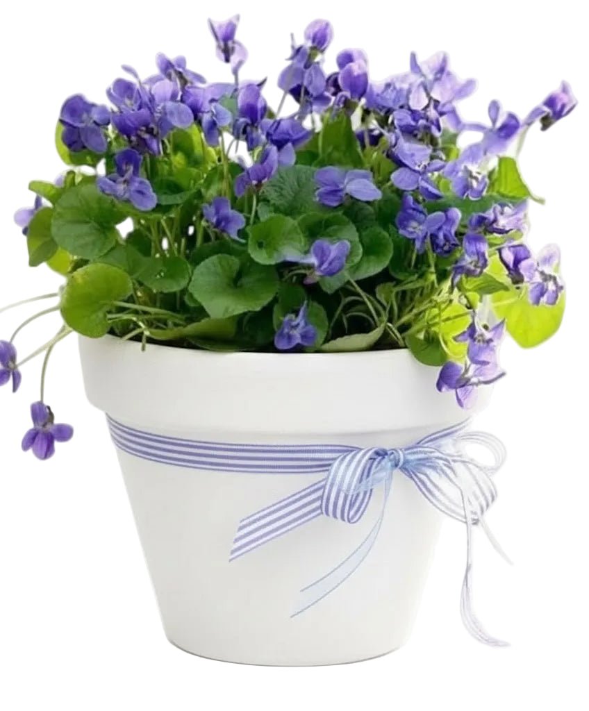 Pretty Fragrant Violets Plants in Pot - Florist London