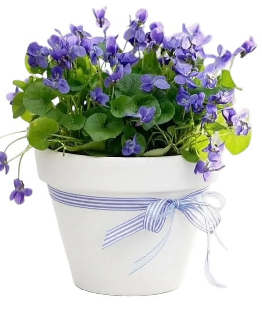 Pretty Fragrant Violets Plants in Pot - Florist London