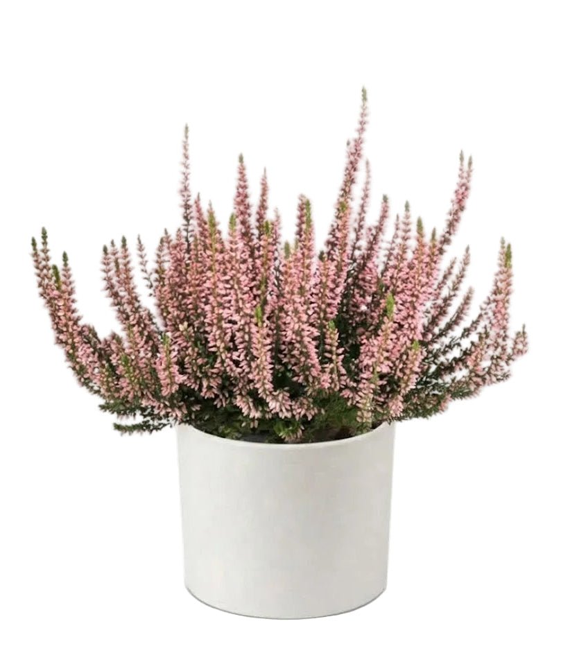 Pretty Potted Heather - Florist London
