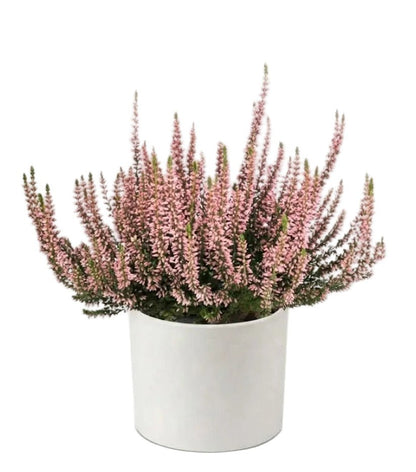 Pretty Potted Heather - Florist London