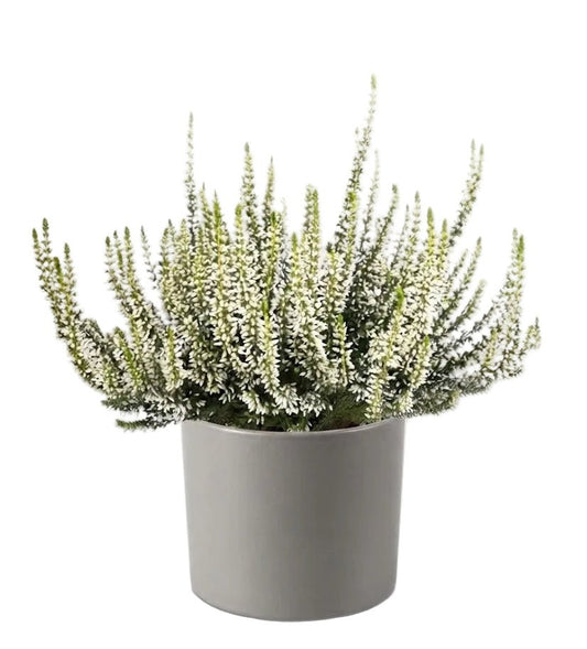 Pretty Potted Heather - Florist London