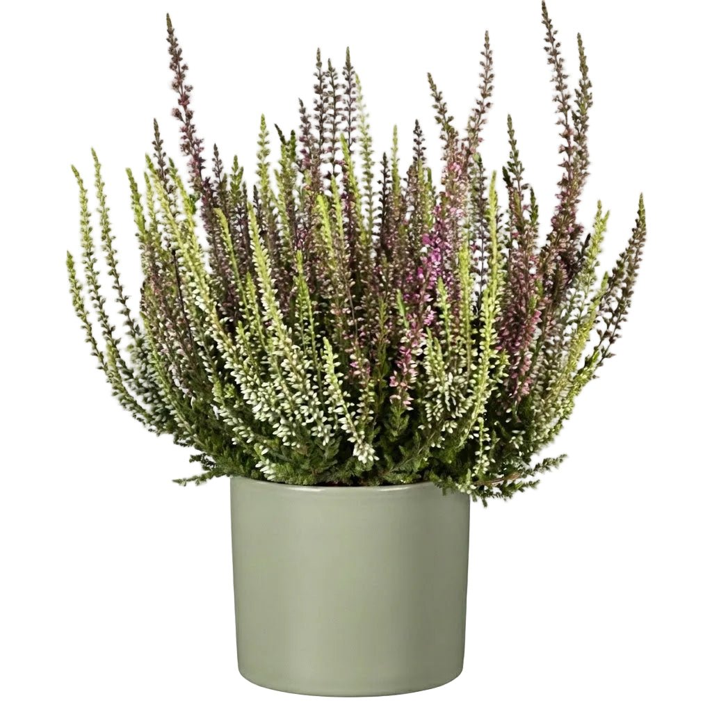 Pretty Potted Heather - Florist London