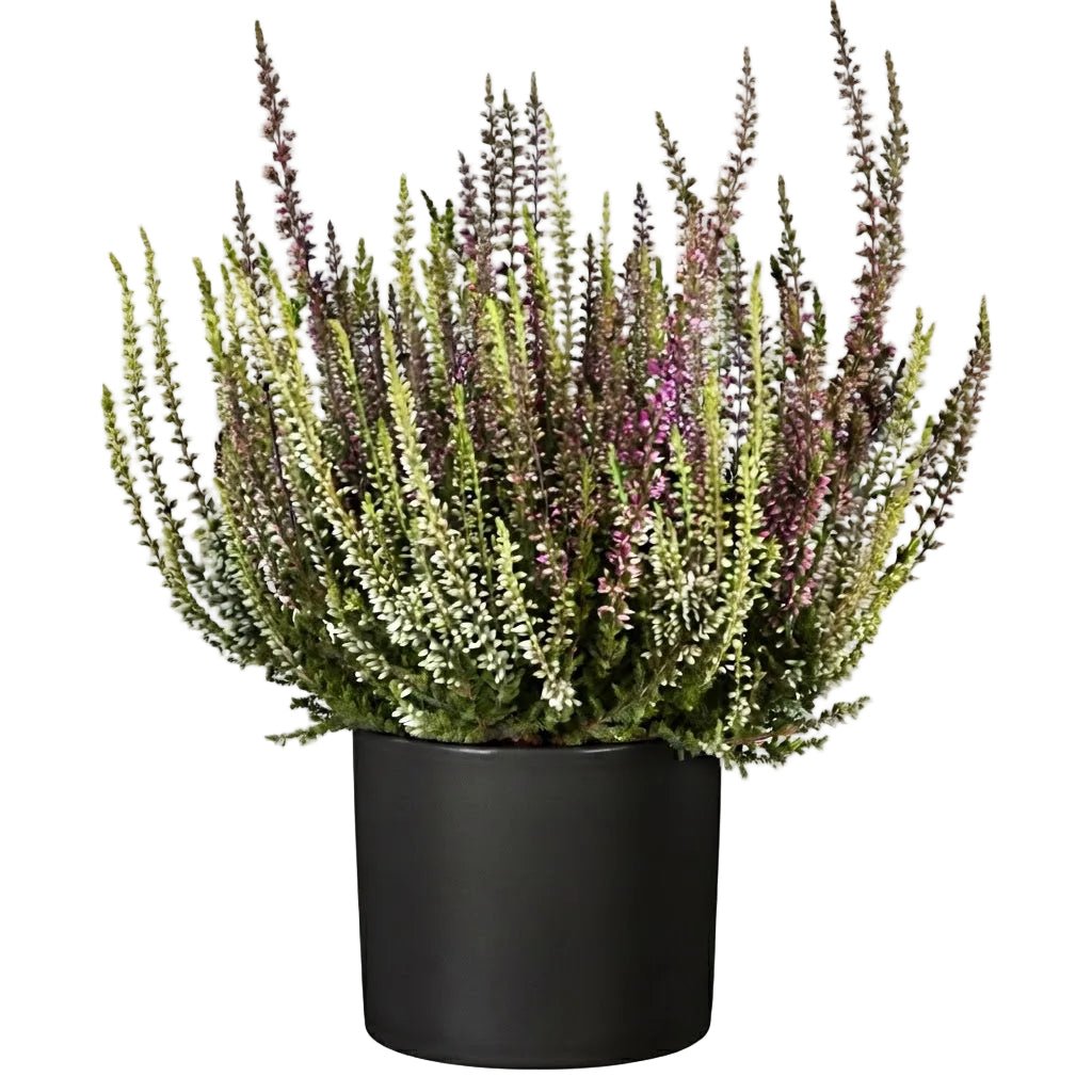 Pretty Potted Heather - Florist London