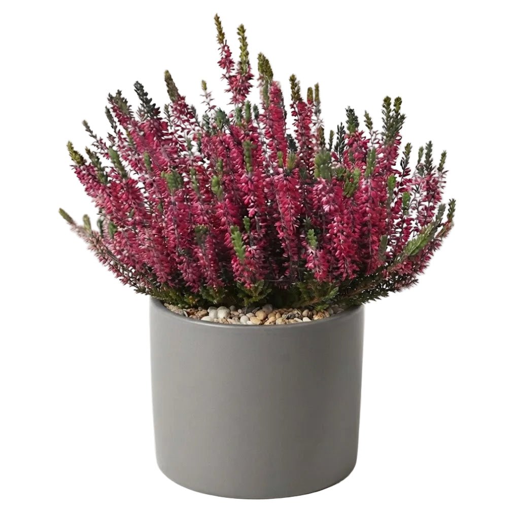 Pretty Potted Heather - Florist London