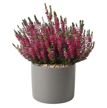 Pretty Potted Heather - Florist London
