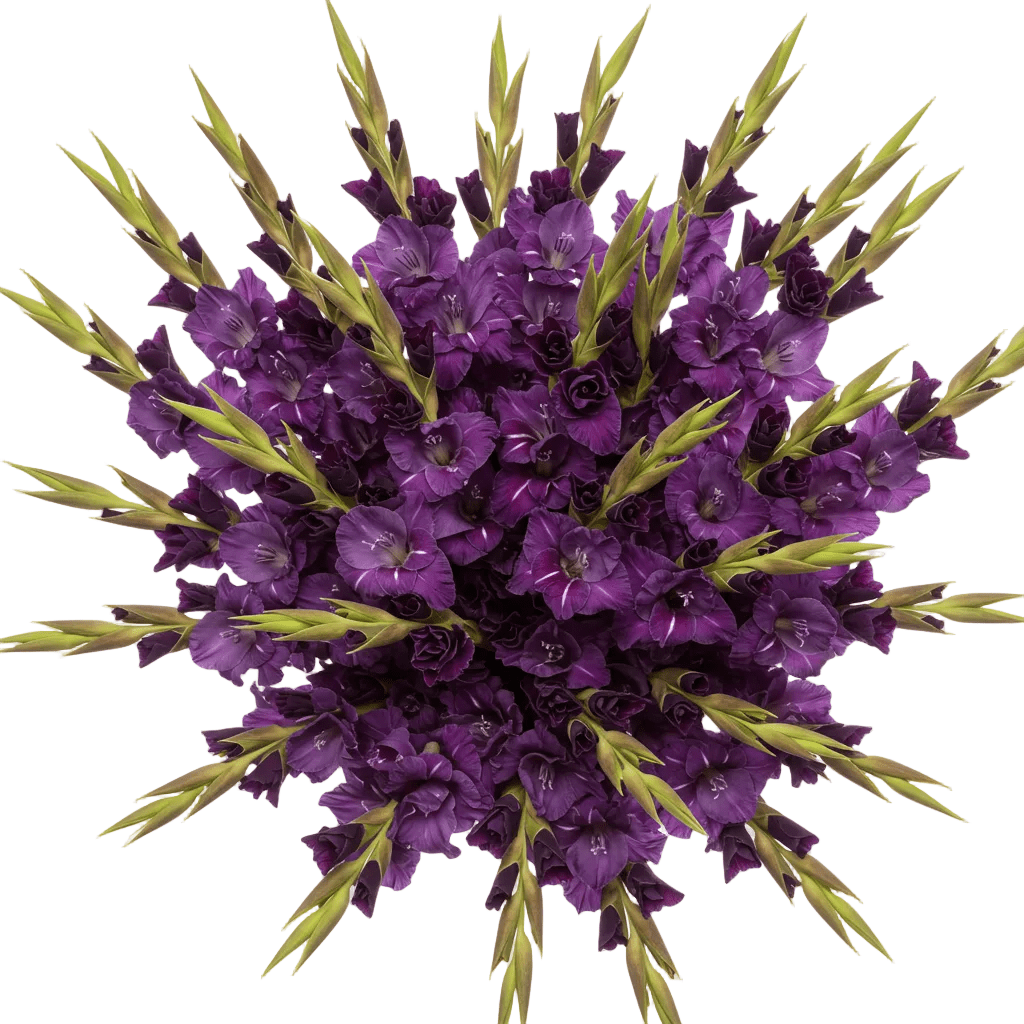 Purple Gladiolus Bouquet - Florist London