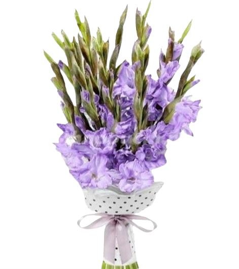 Purple Gladiolus Bouquet - Florist London