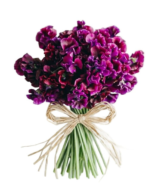 Purple Sweet Pea Bouquet - Florist London