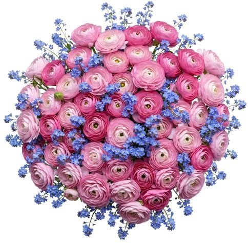 Ranunculus with Blue Forget Me Not Bouquet - Florist London