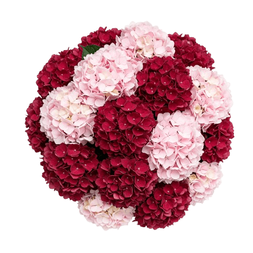 Red and Pink Hydrangea Luxury Bouquet - Florist London