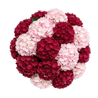 Red and Pink Hydrangea Luxury Bouquet - Florist London