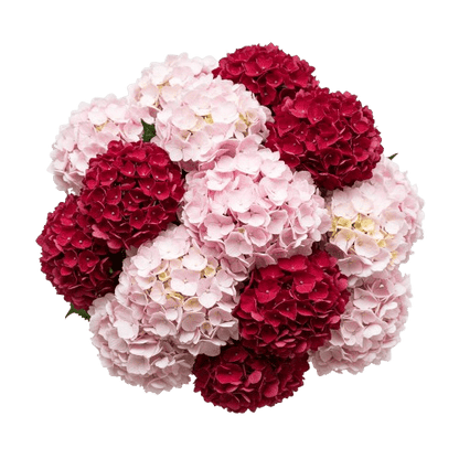 Red and Pink Hydrangea Luxury Bouquet - Florist London