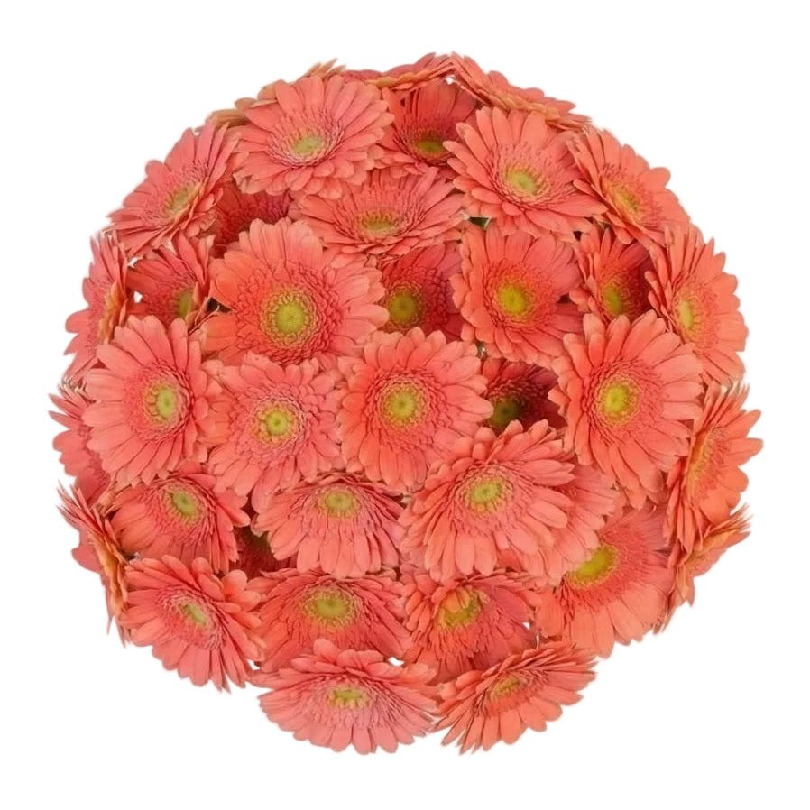 Salmon Gerbera Bouquet - Florist London