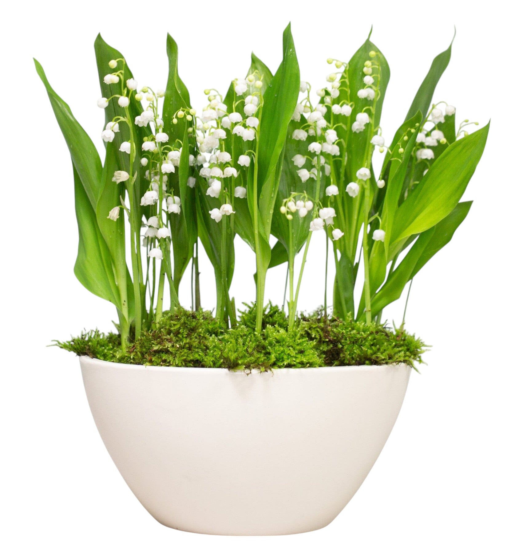 Scented Lily of Valley Flowers with Roots in Pot - Florist London