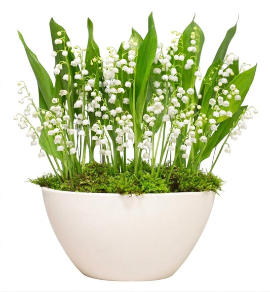 Scented Lily of Valley Flowers with Roots in Pot - Florist London