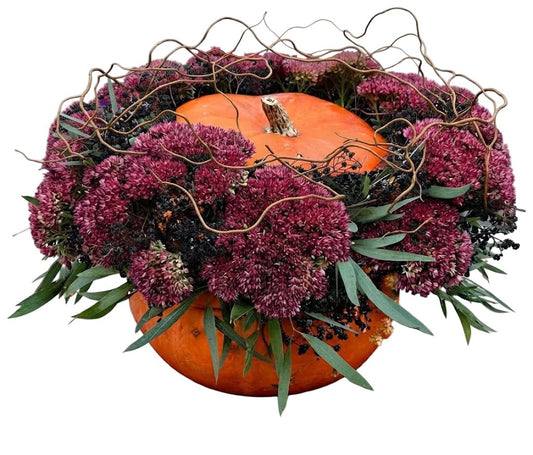 Sedum and Gypsophila Elegant Pumpkin - Florist London