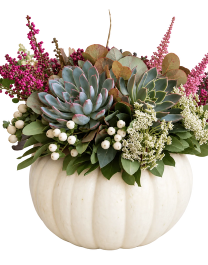 Succulent in White Pumpkin Arrangement - Florist London