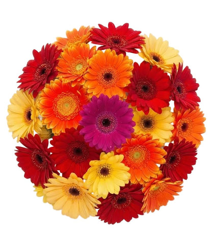 Sunny Colourful Gerbera Bouquet - Florist London