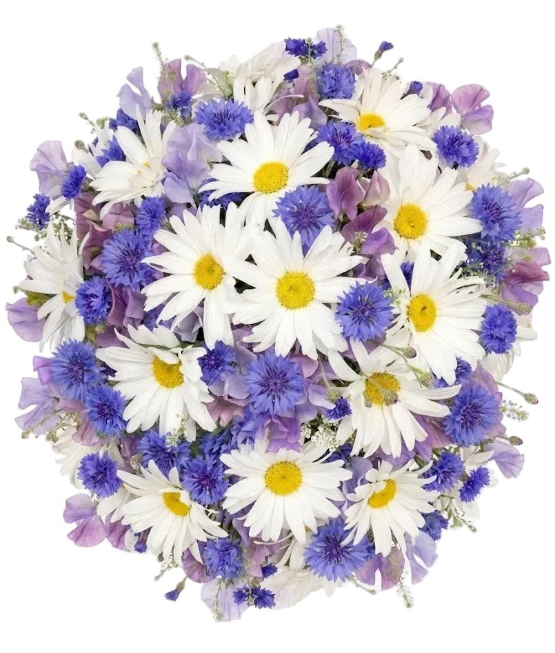 Sweet Pea with Daisy and Cornflower Bouquet - Florist London