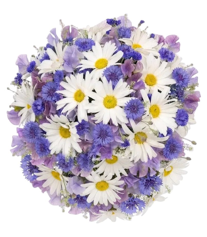 Sweet Pea with Daisy and Cornflower Bouquet - Florist London