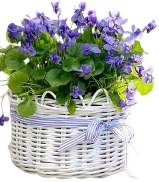 Sweet Violets Plants in Basket - Florist London