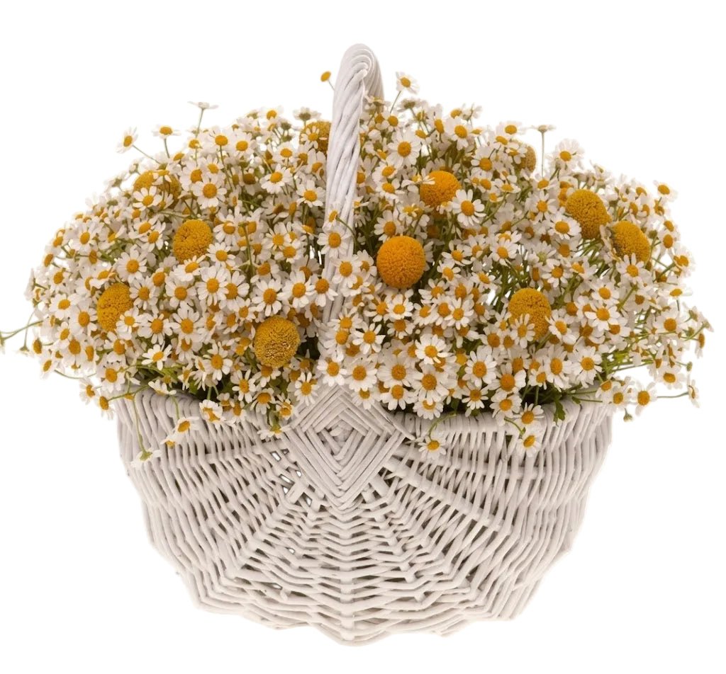Tanacetum Flowers in Basket - Florist London