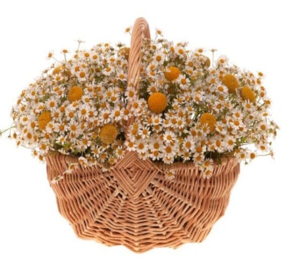 Tanacetum Flowers in Basket - Florist London