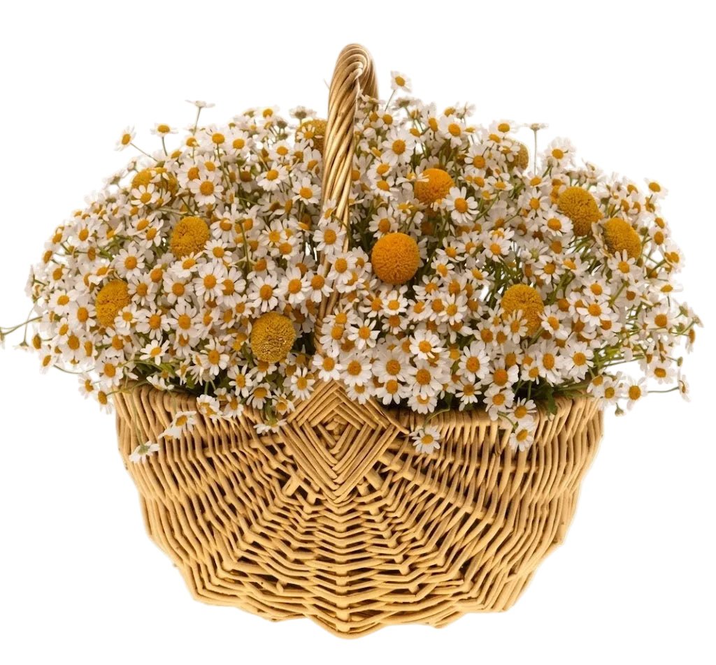 Tanacetum Flowers in Basket - Florist London