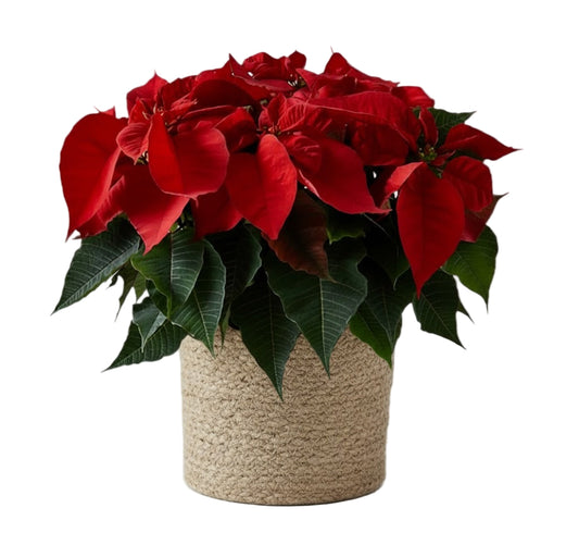 Basket of Poisenttia